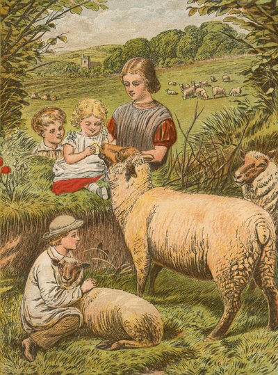 küçük kuzu kuzusu by English School